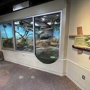 Crocodile Monitor Exhibit
