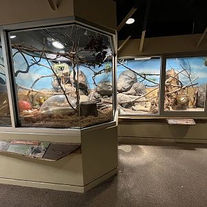 Dwarf Mongoose Exhibit