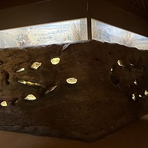 Naked Mole Rat Exhibit