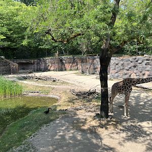 Giraffe Exhibit