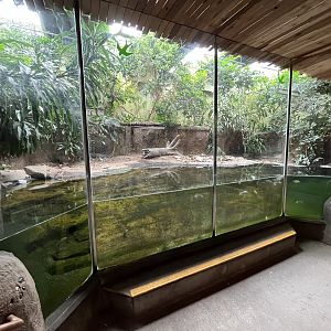Slender-snouted Crocodile Exhibit