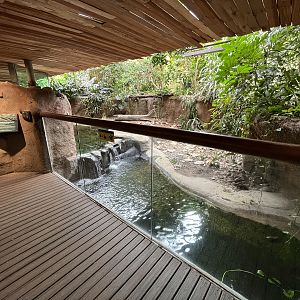 Slender-snouted Crocodile Exhibit