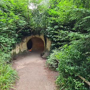 The Woods - Entrance to badger den