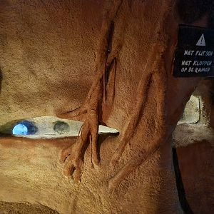 The Woods - Badger den