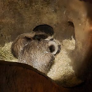 The Woods - Sleeping badgers
