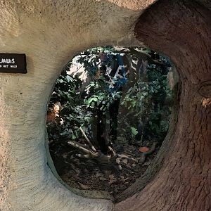 The Woods - Eurasian garden dormouse enclosure