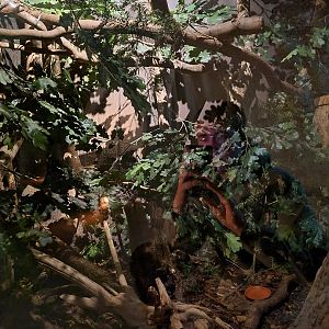 The Woods - Eurasian garden dormouse enclosure