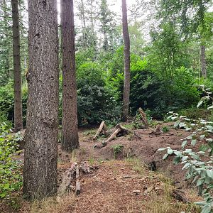 The Woods - Badger outdoor enclosure