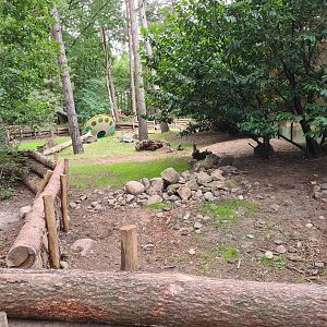 Dino forest - Aldabra giant tortoise yard