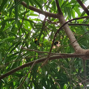 Free-roaming Bishops in tortoise greenhouse