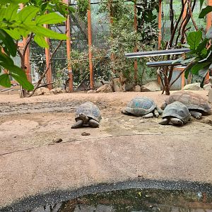 Tortoise greenhouse interior