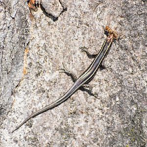 Elegant Snake-eyed Skink eating cricket