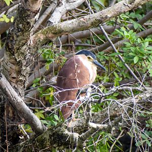 Nankeen Night-Heron