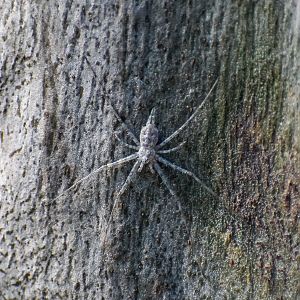 Brisbane Two-tailed Spider, Tamopsis brisbanensis
