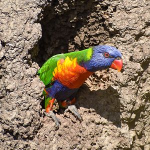 Rainbow Lorikeet in old termite mound