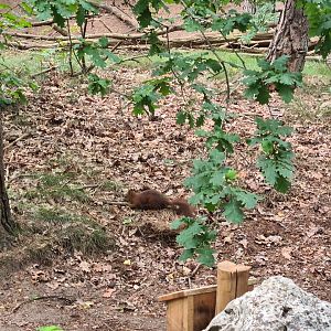 Dino forest - Wild squirrel