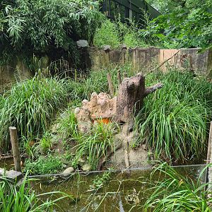 Yellow mongoose enclosure next to Nocturnal house