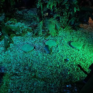 The Night - Western woylie in first hall