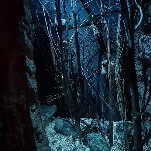 The Night - Feathertail glider enclosure