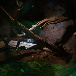 The Night - Hissing cockroach enclosure