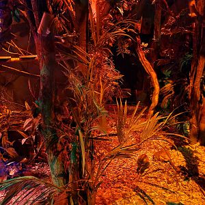 The Night - Separated enclosure