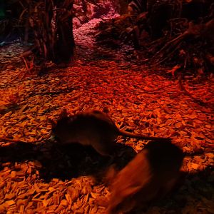 The Night - Malagasy jumping rats
