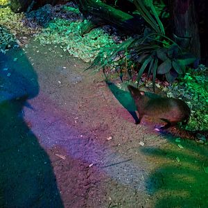 The Night - Azara's agouti