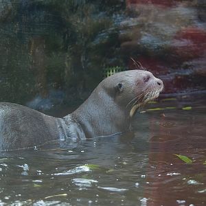 Giant otter (Pteronura brasiliensis), 2014-10-19