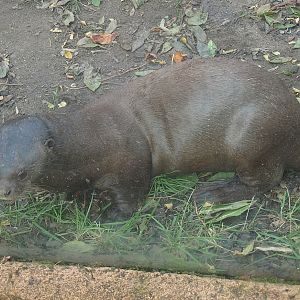 Giant otter (Pteronura brasiliensis), 2014-10-19