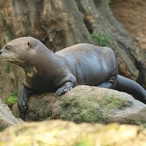 Giant otter (Pteronura brasiliensis), 2014-10-19