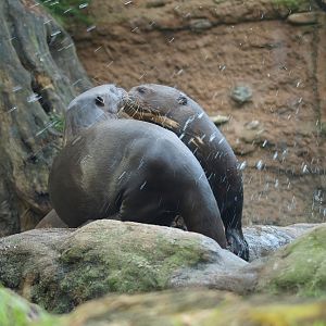 Giant otters (Pteronura brasiliensis), 2014-10-19