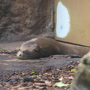 Giant otter (Pteronura brasiliensis), 2014-10-19
