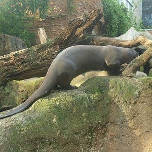 Giant otter (Pteronura brasiliensis), 2014-10-19