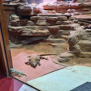 100.000 animal house - Collared lizards and Chuckwalla