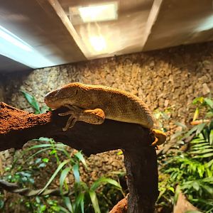 100.000 animal house - Solomon island skink