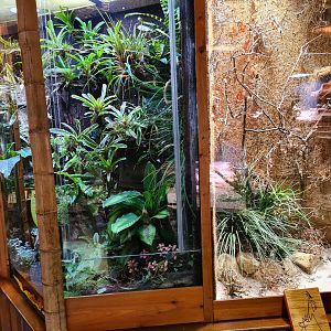 100.000 animal house - Golden mantella (left) and Violin mantis (right)