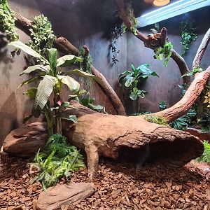 100.000 animal house - Boa constrictor enclosure