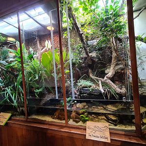 100.000 animal house - Gartersnake (right) and Crocodile lizard (left)