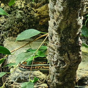 100.000 animal house - San Fransisco gartersnake