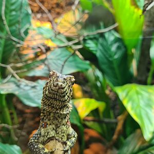 100.000 animal house - Chinese crocodile lizard