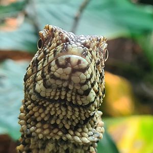 100.000 animal house - Chinese crocodile lizard