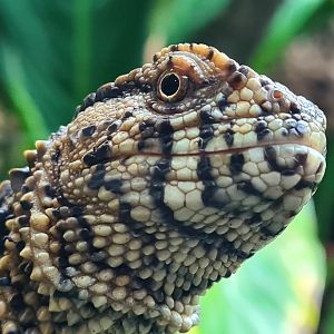 100.000 animal house - Chinese crocodile lizard