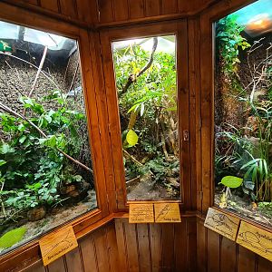 100.000 animal house - Stick insects (left), Chameleons (Middle) and mixed inverts (right)