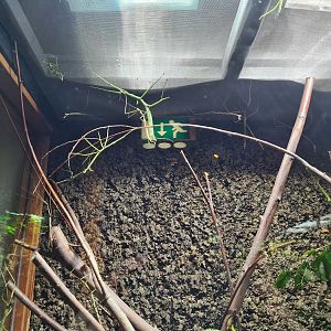 100.000 animal house - Malayan giant stick insects