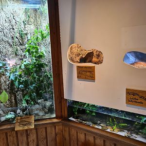 100.000 animal house - Leaf insects (left), Tarantulas (top left), Newts (bottom) and Leafcutter ants (top right)