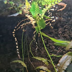 100.000 animal house - Kaiser's spotted newts