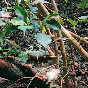 100.000 animal house - Standing's day gecko