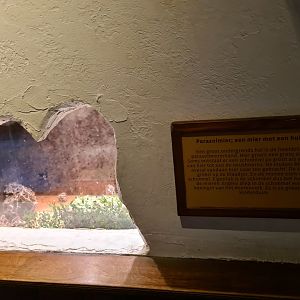 100.000 animal house - Leafcutter ants nest room