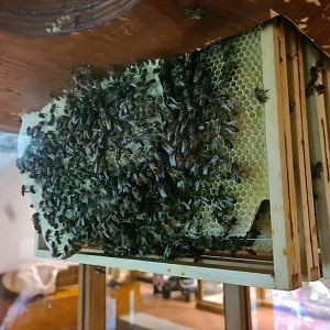 100.000 animal house - Wild honey bees