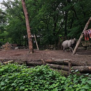 Indian Rhinoceros enclosure